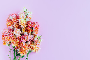 Pink and yellow flowers of Snapdragon or Antirrhinum majus on a pink background.