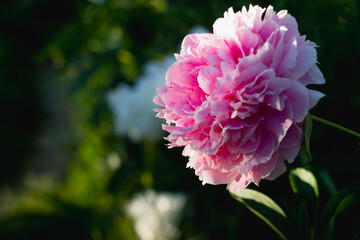 Pink peony close-up color on a flower bed. Background