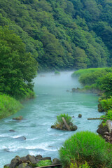 Fototapeta premium river in the forest