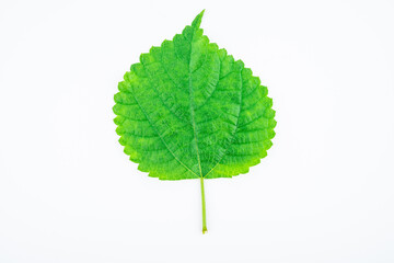 Fototapeta premium Ramie leaf on white background