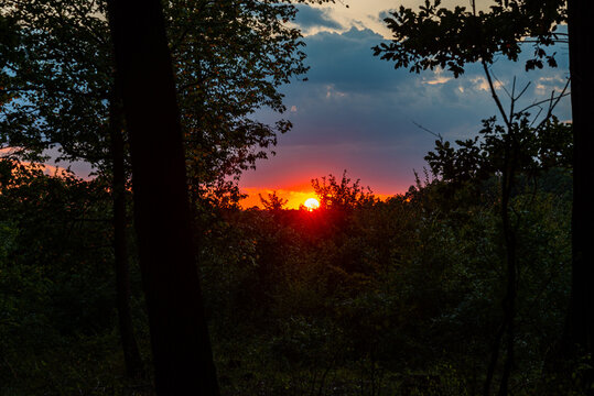 Tree From Underneath At Sunset In Nature