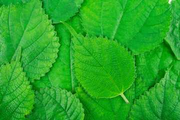 Naklejka na ściany i meble Green ramie leaf background material