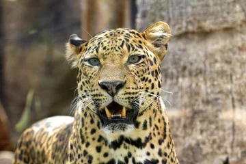 Fotobehang Close-up shot van een prachtige luipaard in de dierentuin © Eswaran Arulkumar/Wirestock
