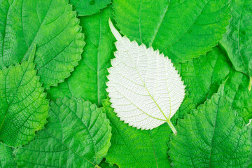 Green ramie leaf background material