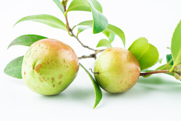 Camellia oleifera on white background