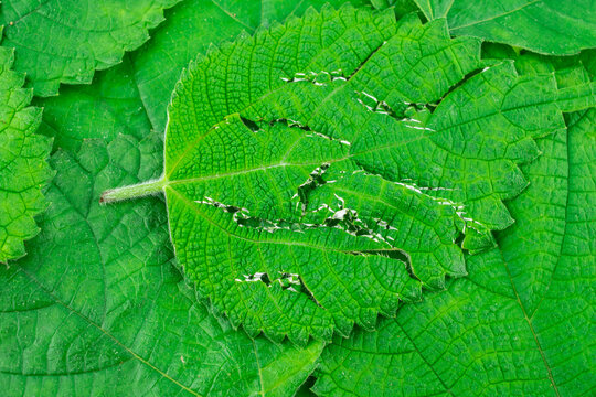 Green ramie leaf background material