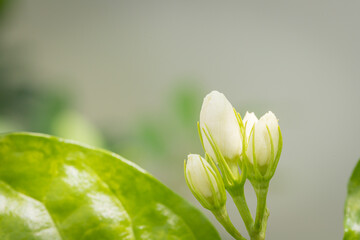 Jasmine flowers in the garden emit a scent