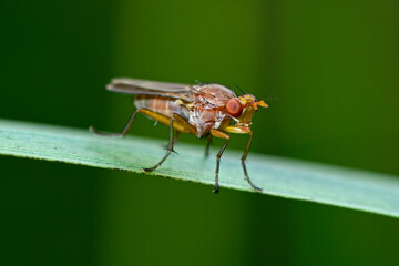 Marsh fly // Hornfliege  (Tetanocera arrogans) 