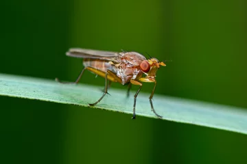 Fototapeten Marsh fly // Hornfliege  (Tetanocera arrogans)  © bennytrapp