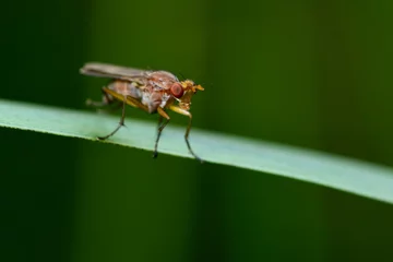 Fototapeten Hornfliege // marsh fly (Tetanocera arrogans)  © bennytrapp