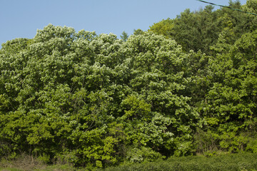 Summer forest and blue sky