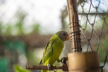 Close up photo of parrot
