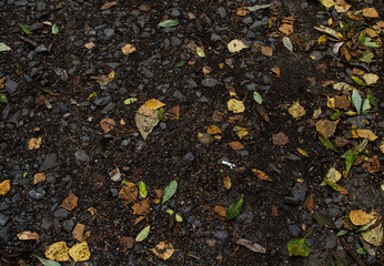 fallen leaves, textured black background, gray stones