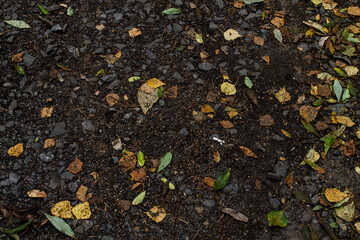 fallen leaves, textured black background, gray stones