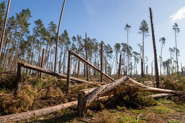 Fototapeta na wymiar A view of a broken forest by a hurricane. Destroyed forest area in Central Europe.