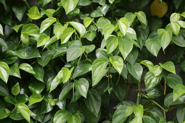 Fototapeta na wymiar green leaves background, close up leafs