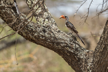 Von Der Decken's Hornbill - Tockus deckeni, beautiful colored hornbill from East African forests and woodlands, Ethiopia.