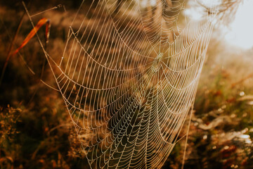 
spider's web