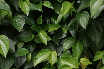 green leaves background, close up leafs