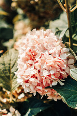Vertical close-up photo. Pink lilac flower with selective focus. Summer and spring concept. Natural wallpaper. Photo for postcards. The concept of gardening, seedlings and flower shops. Tinted photo.