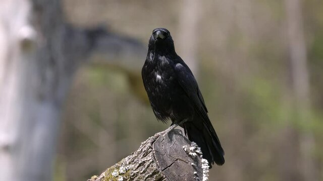 black raven on a tree trunk looks around and flies away, during the day without people, ravens are very smart animals