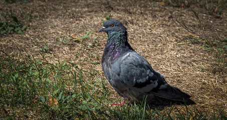 A gray wild pigeon rests on the green grass.