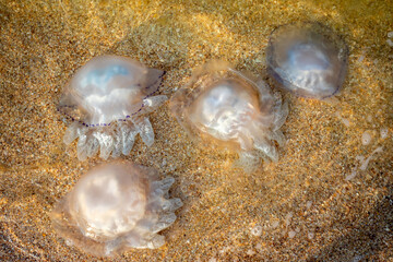Fototapeta na wymiar Jellyfish on the sea sand