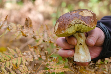 Boletus mushroom cap. Big edible mushroom in a man's palm on the blurred autumn background. Copy space.