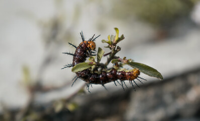 insect closeup 
