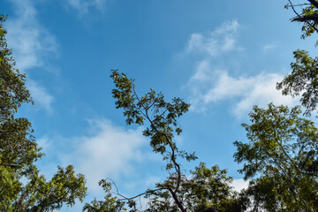 sky and tree