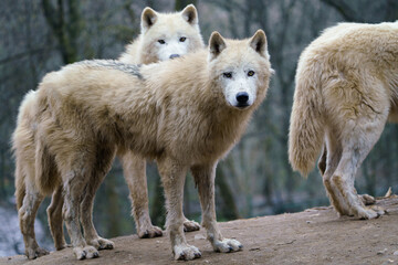 Arctic wolf (Canis lupus arctos), also known as the white wolf or polar wolf