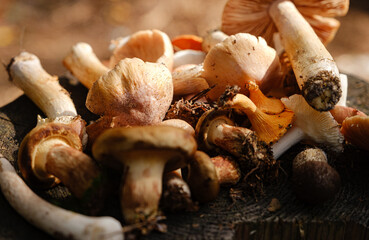 Fresh various mushrooms on a stump in the autumn forest.