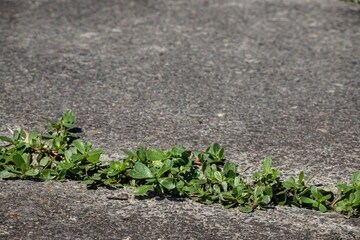 green plants sprouted in cracks in the concrete. Background
