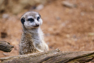 Naklejka na ściany i meble Suricata standing on a guard. Curious meerkat (Suricata suricatta).