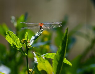 dragonfly on the grass near the river in the summer