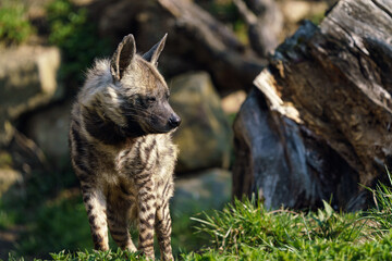 Striped hyena (Hyaena hyaena sultana)