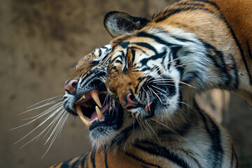 Cuddling tigers. Sumatran tiger (Panthera tigris sumatrae).