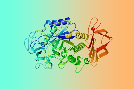 Crystal structure of human salivary amylase, an important enzyme found in the oral cavity. Ribbons diagram in rainbow colors from N to C. 3d illustration