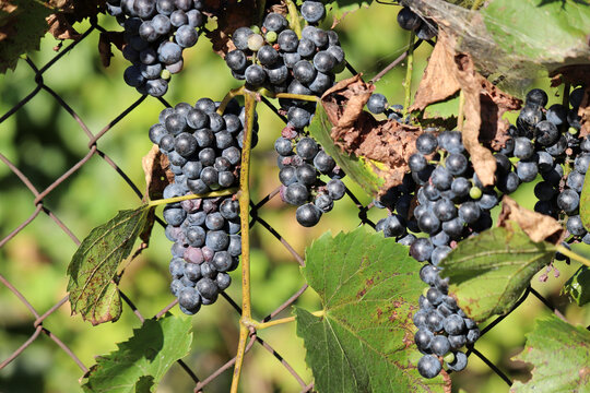 Ripe bunches of black grapes on wire mesh. Growing variety Baco noir, winemaking concept