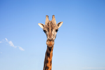 Fototapeta premium Beautiful giraffe in biopark, business on African animals, tourism. head against the sky