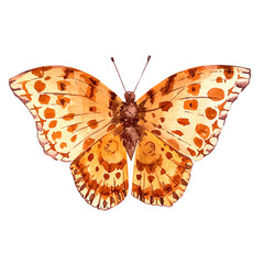 Watercolor butterfly on a white background 1