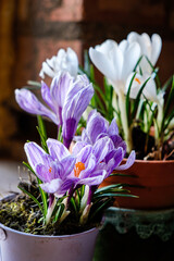 fresh crocuses in the pot