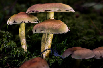 Glowing Mushrooms in a Forest in Northern Europe