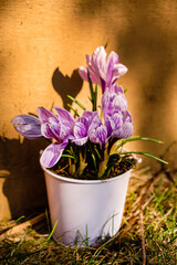 fresh crocuses in the pot