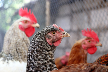 Chickens and rooster on a farm, poultry concept. Speckled hen  in the foreground