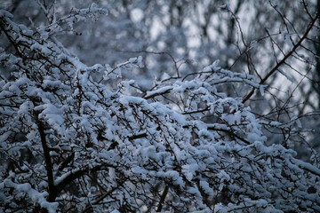 snow covered branches