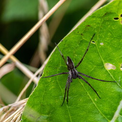 spider on green leaf close up summer day