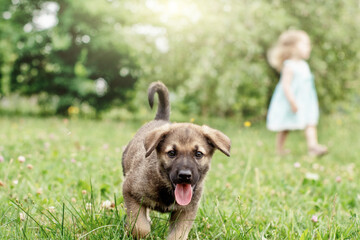 a little girl with curly hair is playing with a German Shepherd puppy, laughing, rejoicing on the green grass. happy childhood. summer holidays.