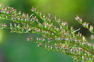 Beifuß // Common mugwort (Artemisia vulgaris)