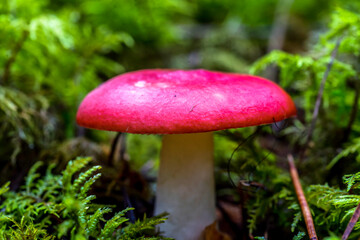 Red Mushroom in a Forest in Northern Europe